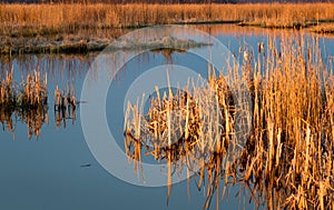 Dried reeds at an overgrowing lake in spring