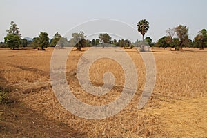 dried rice fields at det island (laos)
