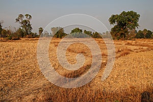 dried rice fields at khone island (laos)