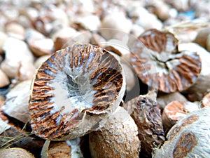 Dried ripe areca nut
