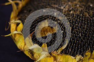 Dried ripe sunflower on a black background, black sunflower seeds.