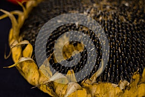 dried ripe sunflower on a black background, black sunflower seeds.