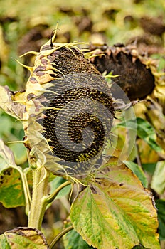 dried ripe sunflower field awaiting harvest. Field agricultural crops and sky