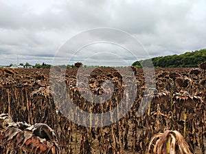 Dried ripe sunflower on a sunflower field in anticipation of the harvest, field crops and beautiful sky.