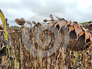 Dried ripe sunflower on a sunflower field in anticipation of the harvest, field crops and beautiful sky.