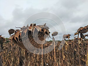 Dried ripe sunflower on a sunflower field in anticipation of the harvest, field crops and beautiful sky.
