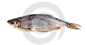 Dried roach isolated on white background