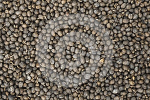 Dried Robusta Coffee Bean Cherry with greenhouse solar drying system. Dry with Natural Process