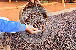 Dried robusta coffee beans.