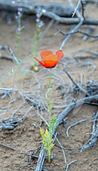 Among the dried roots of the rare desert Saxaul tree