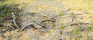 Among the dried roots of the rare desert Saxaul tree