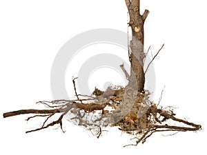 Dried roots and stem isolated