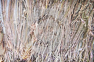 Dried roots texture of green creeper plant growing on old concrete block wall background