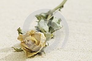 Dried rose