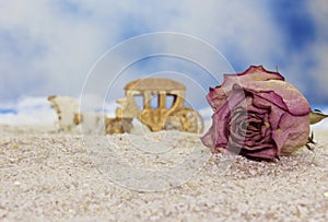 Dried Rose on Beach With Horse Carriage in Background