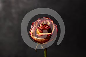 Dried rose on a black background.