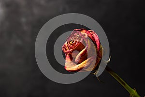 Dried rose on a black background.