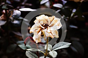 Dried rose with burred nature background
