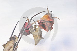 Dried rose on canvas background