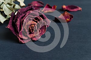 Dried rose, Dead rose