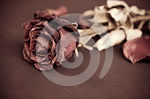 Dried rose, Dead rose