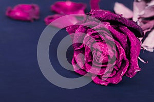 Dried rose, Dead rose