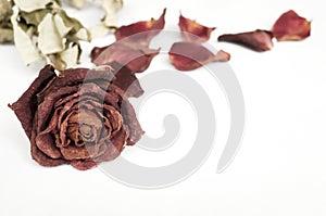 Dried rose, Dead rose