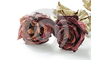 Dried rose, Dead rose