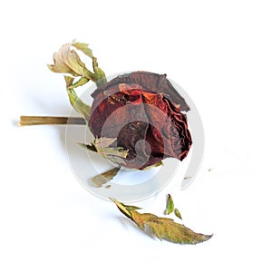 Dried rose