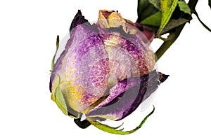 Dried rose flower