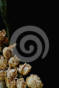 Dried rose flowers on black background