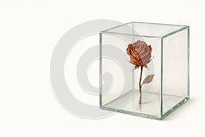 Dried rose in a glass box. Space for text.