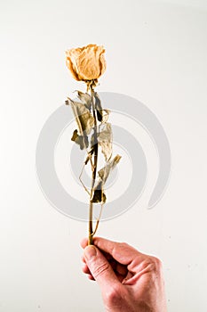 a dried rose isolated