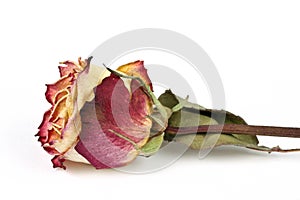 Dried rose, isolated