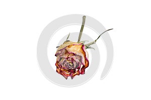 Dried rose isolated on a white background