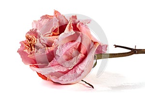 Dried rose isolated on white background closeup