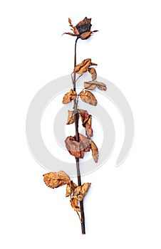 Dried rose isolated on white background