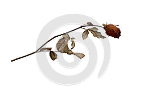 Dried rose isolated on white