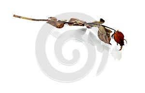Dried rose isolated on white