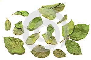 Dried rose leaf close-up