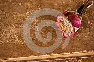 Dried rose on old leather