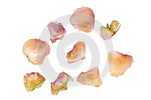 Dried rose petals isolated on white