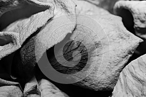 Dried rose petals macro black and white