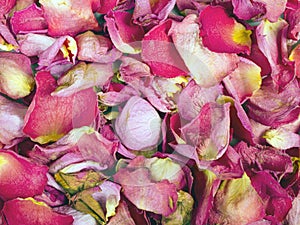 Dried rose petals texture