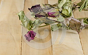 Dried rose on table