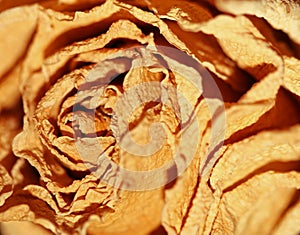 Dried Rose Texture