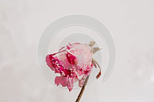 a dried rose in water, an abstract image suitable for using the cover