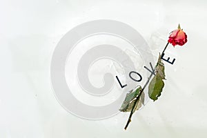 a dried rose in water, an abstract image suitable for using the cover