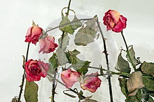 a dried rose in water, an abstract image suitable for using the cover