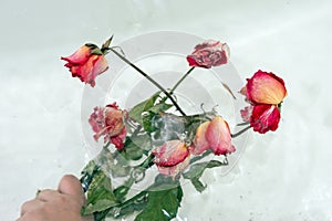 a dried rose in water, an abstract image suitable for using the cover